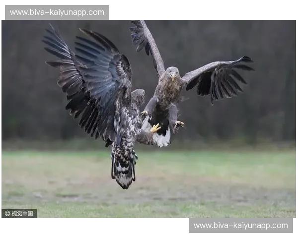 老鹰与火箭的空中较量：历史的交织与未来的展望